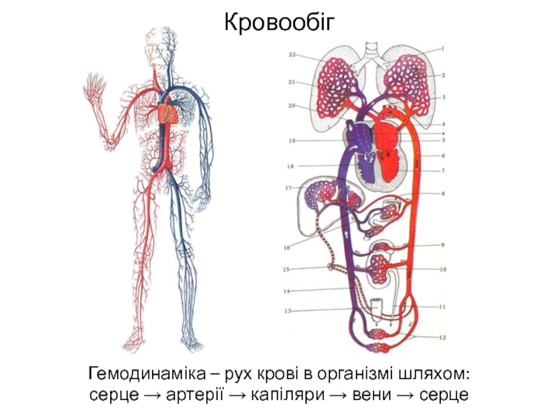 Кровообіг Гемодинаміка – рух крові в організмі шляхом: серце → артерії → капіляри → вени → серце