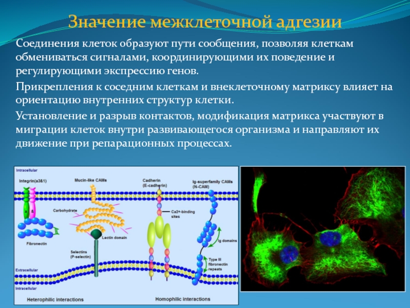 Структурное соединение гена. Адгезивные взаимодействия клеток это. Молекулярные механизмы межклеточной адгезии. Клеточная адгезия рецепторы клеточной адгезии их значение. Межклеточные контакты адгезия.