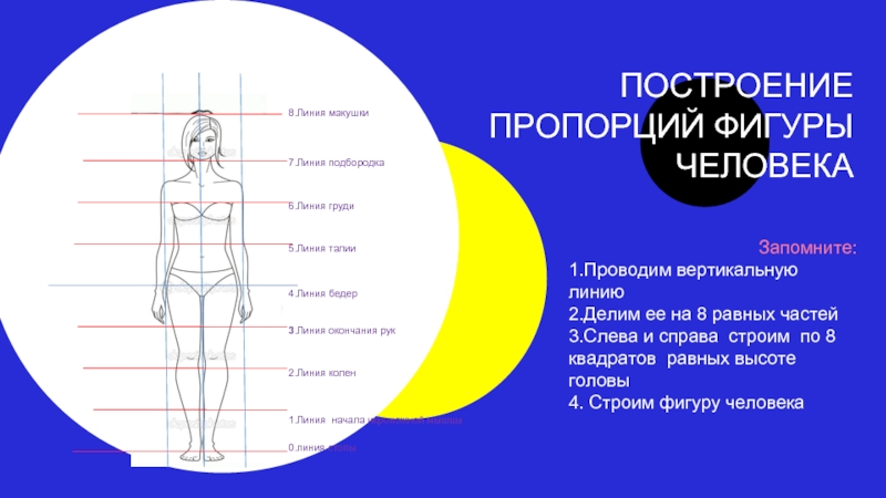 Почему мы видим фигуры человека такими объясните. Пропорции человека. Презентация пропорции человека. Пропорции фигуры человека презентация. Стандартные пропорции человека.