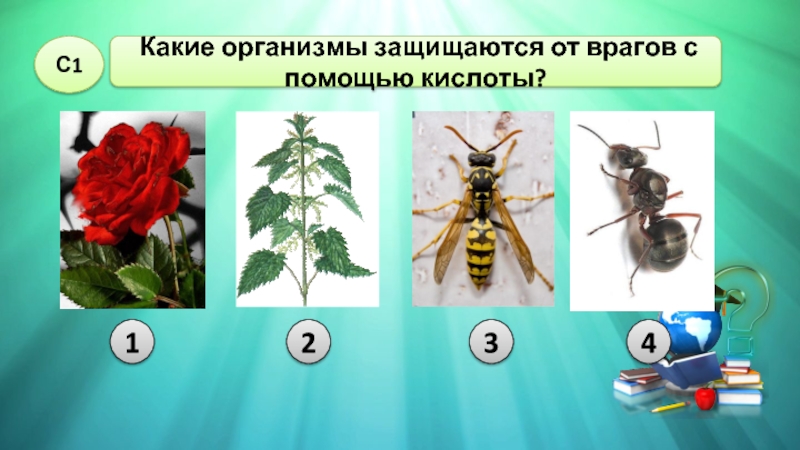 Какие организмы. Какие организмы защищаются кислотой. Кто защищается от врагов с помощью кислоты. Какие насекомые защищаются с помощью кислоты. Какие животные и растения защищаются кислотой.