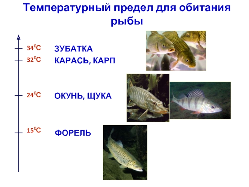 Температурный предел для обитания рыбы340СКАРАСЬ, КАРП320СЗУБАТКА240СОКУНЬ, ЩУКА150СФОРЕЛЬ