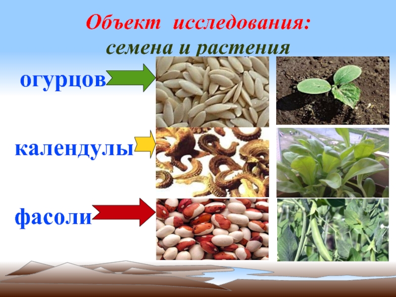 Объект исследования: семена и растения огурцов календулы фасоли