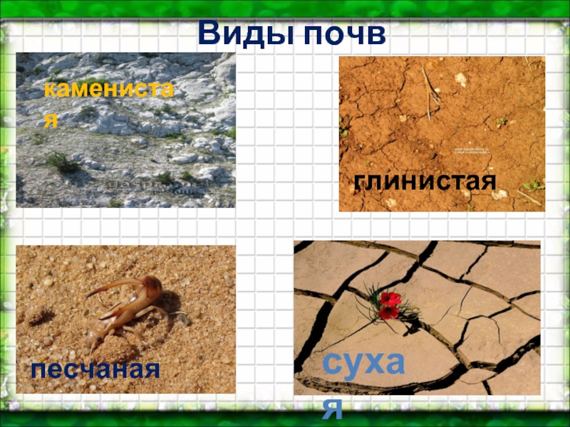 Типы почв мира презентация