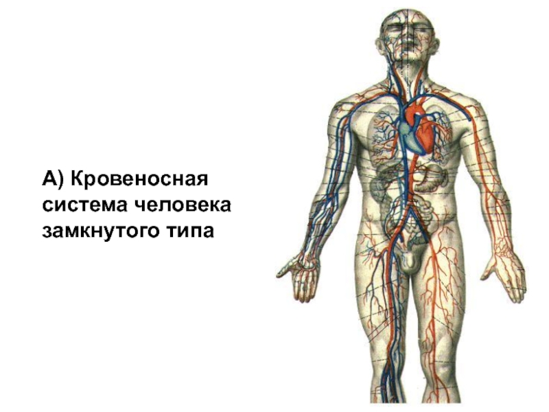 Органы кровообращения. Сосудистая система, её строение и функции А) Кровеносная система человека замкнутого типа А) Кровеносная система человека замкнутого типа