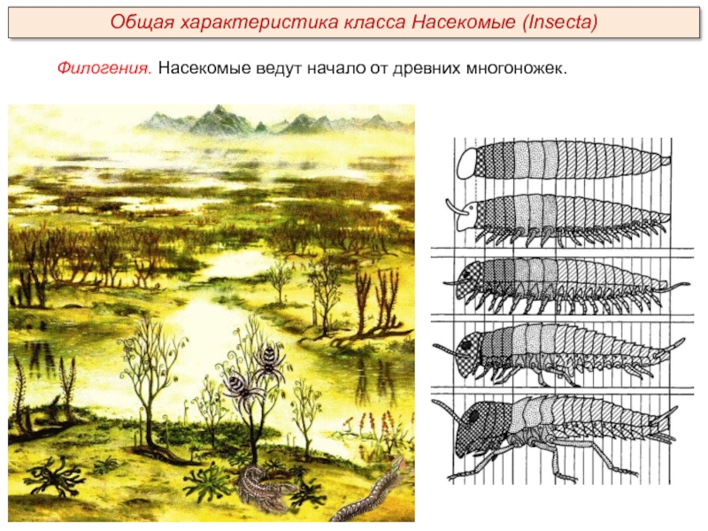 Филогения. Насекомые ведут начало от древних многоножек. Общая характеристика класса Насекомые (Insecta)