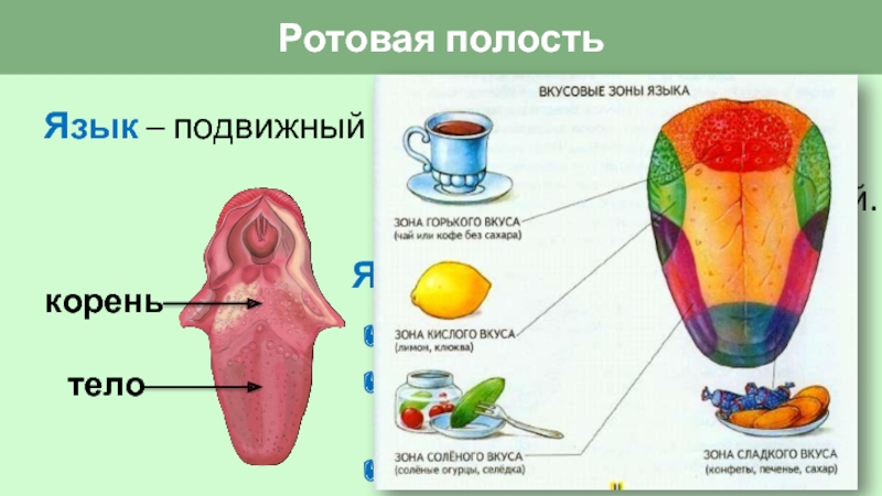 Зона языка отмеченная на рисунке цифрой 2