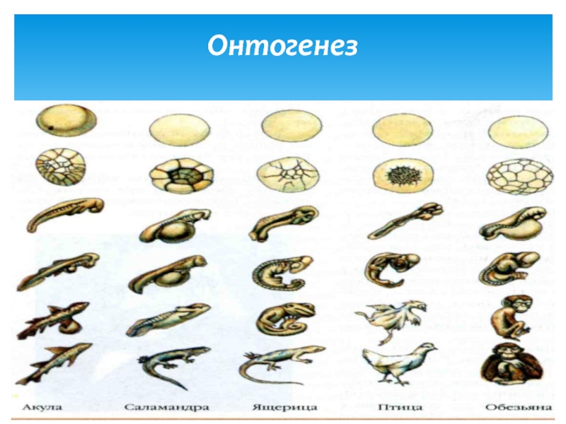 Онтогенез сатылары презентация