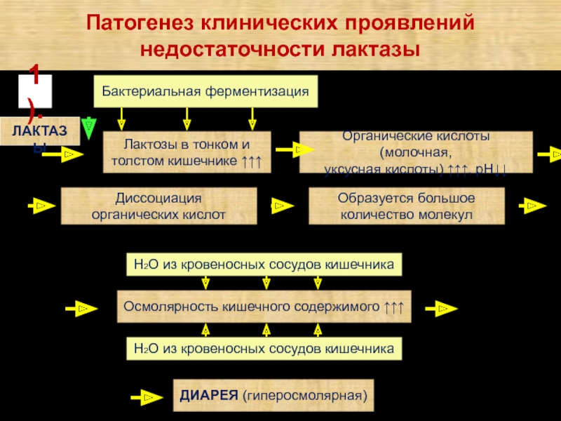 Лактазная недостаточность код по мкб. Лактазная недостаточность у детей клинические рекомендации. Молочная кислота при лактазной недостаточности. Лактазная недостаточность Тип Дюрант. Лактазная недостаточность проявления со стороны ЖКТ.