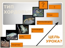 ланцетник
рыбы
земноводные
Пресмыкающиеся
птицы
ТИП ХОРДОВЫЕ
Цель
урока?