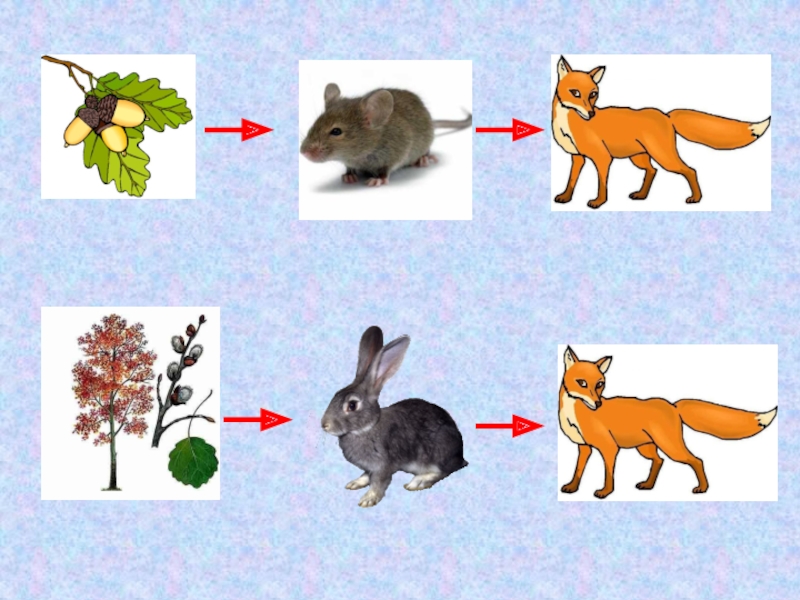 Составь цепь питания из картинок бабочка заяц птица дерево цветок волк