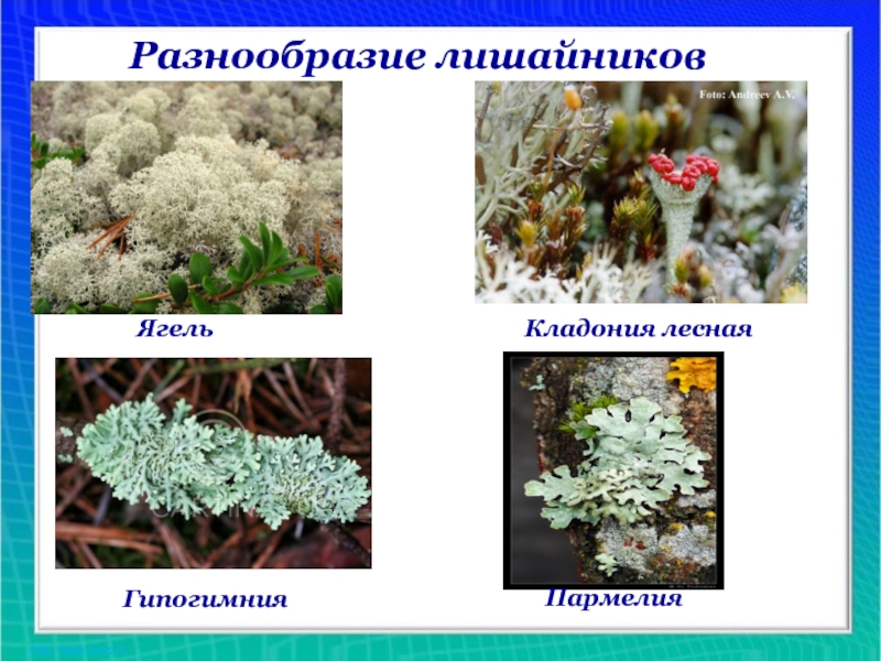 Лишайники московской области с рисунками и описаниями