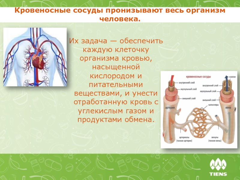 Кислородом и питательными веществами. Сосуды в организме человека. Кислород и питательные вещества.