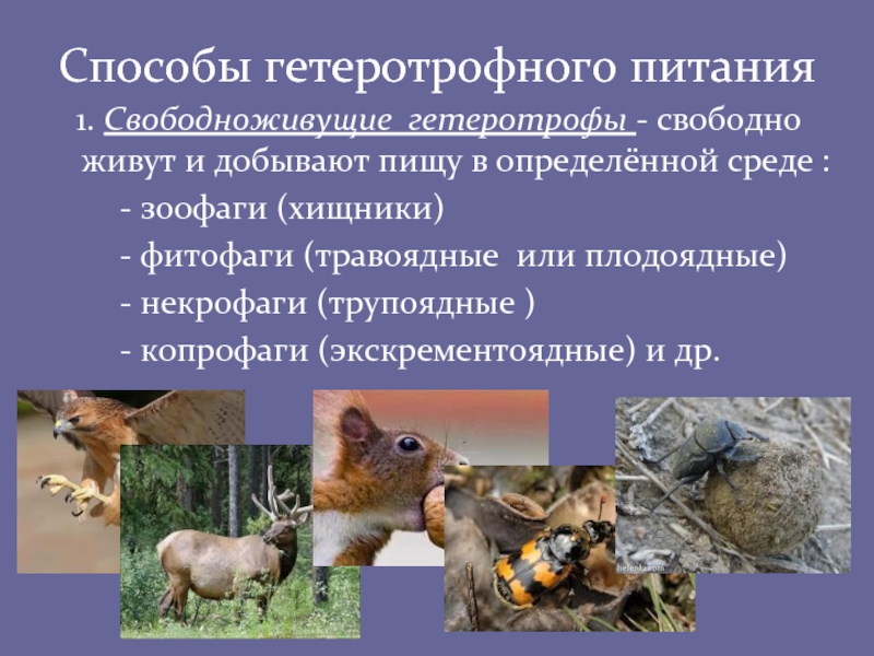 1. Свободноживущие гетеротрофы - свободно живут и добывают пищу в определённой среде :		- зоофаги (хищники)		- фитофаги (травоядные