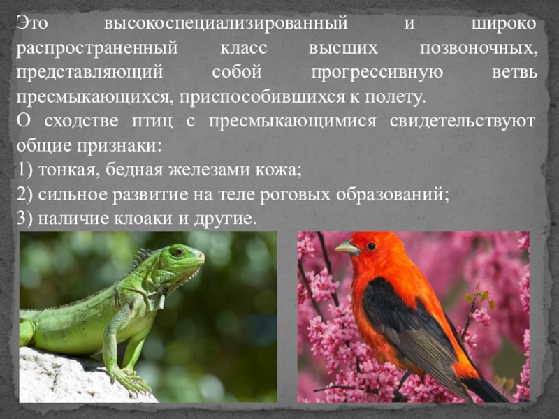 Признаки сходства с пресмыкающимися. Сходство птиц и рептилий. Пресмыкающиеся птицы. Сходство птиц и пресмыкающихся. Сходство птиц с пресмыкающимися.