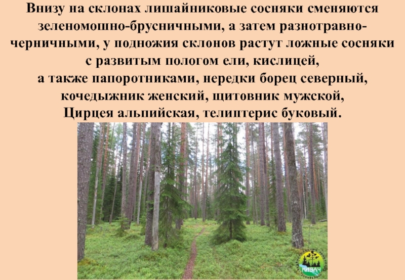 Постепенно лес наполняется птичьим гомоном огэ. Зеленомошно-брусничные сосняки. Сосняки зеленомошные. Сосняки зеленомошные класс пожароопасности. Сколько видов входит в сообщество сосняк брусничный.