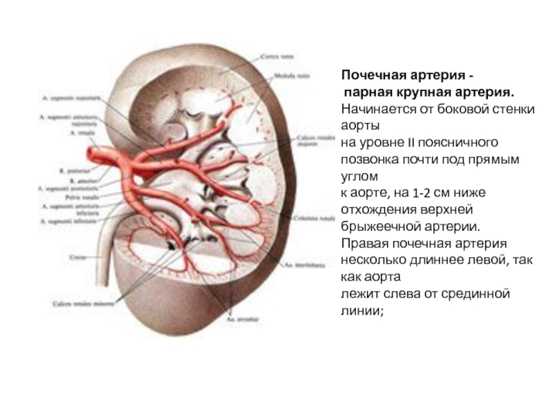 Почечная артерия на рисунке