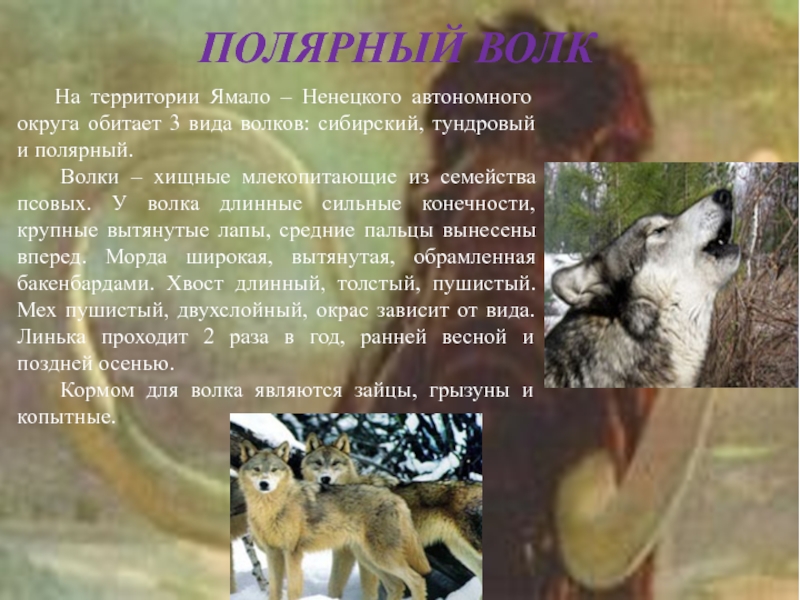 Животные красной книги янао фото и описание