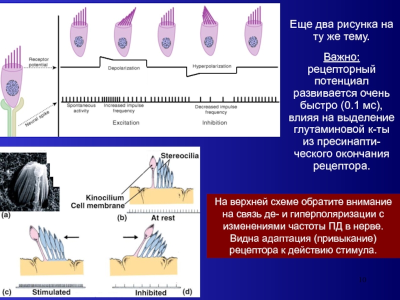 Что воспримут изображенные на рисунке рецепторные клетки. Рецепторный потенциал физиология схема. Характеристики рецепторного потенциала. Механизмы адаптации рецепторов. Биоэлектрические явления в рецепторах рецепторный и генераторный.