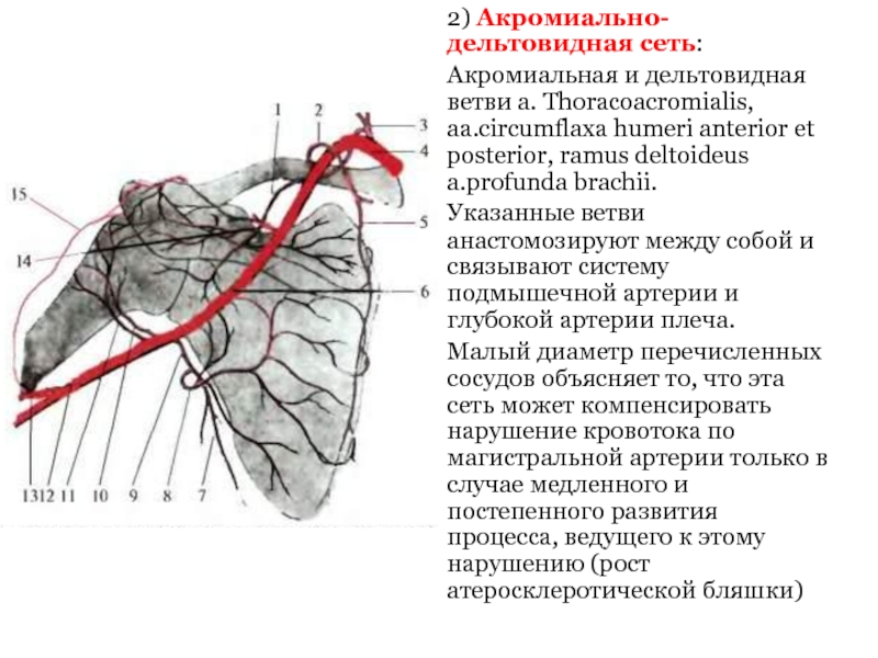 2) Акромиально-дельтовидная сеть:Акромиальная и дельтовидная ветви a. Thoracoacromialis, aa.circumflaxa humeri anterior et posterior, ramus deltoideus a.profunda brachii.