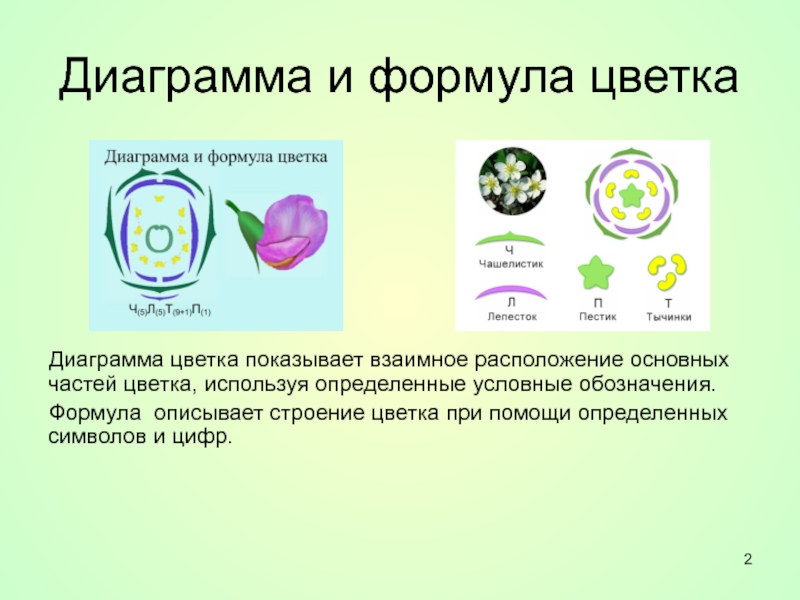 Диаграмма цветка хвойных растений. Биология 6 класс диаграмма и формула цветка. Формула цветка по диаграмме биология 6. Формула и диаграмма цветка. Диаграмма цветка формула цветка.
