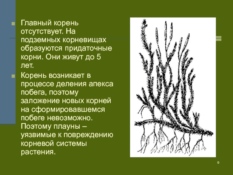 Лета корень. Плауновидные стебель. Плауновидные и Хвощевидные. Отдел Хвощевидные листья. Плауновидные водоросли.