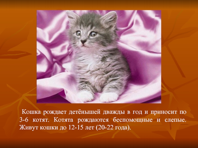 Кошка рождает детёнышей дважды в год и приносит по 3-6 котят. Котята рождаются беспомощные и слепые. Живут