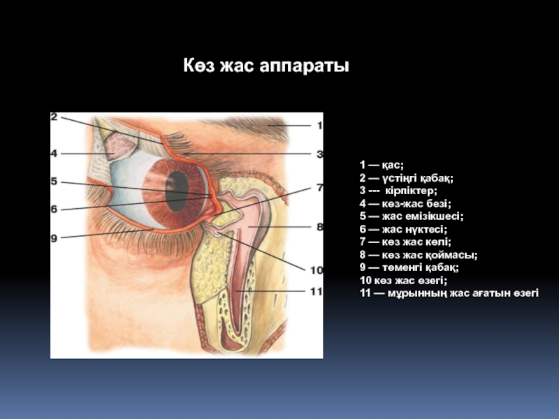 Көз оптикалық жүйе презентация