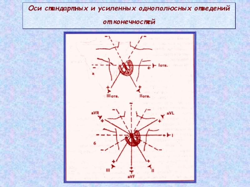 Нормальная ось. Стандартные оси. Угол между осями стандартных 1.2.3 отведений ЭКГ составляет.