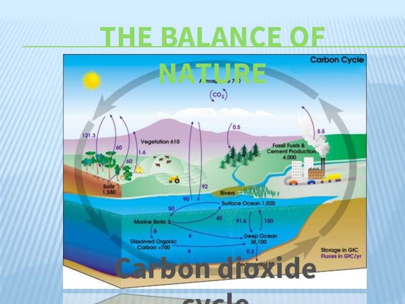 The balance of natureCarbon dioxide cycle
