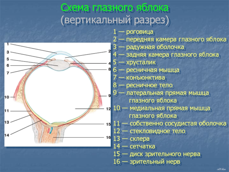 Оболочки глазного яблока схема