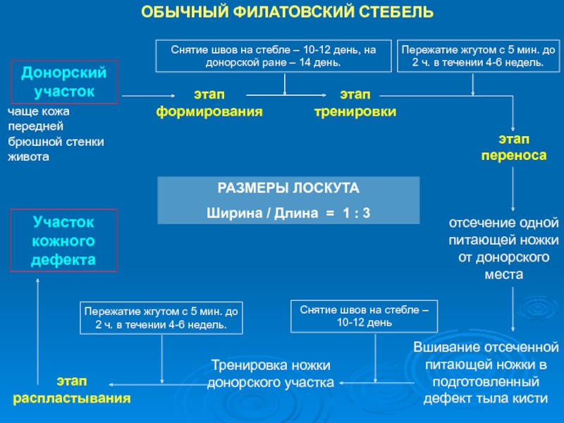 Филатовский стебель презентация