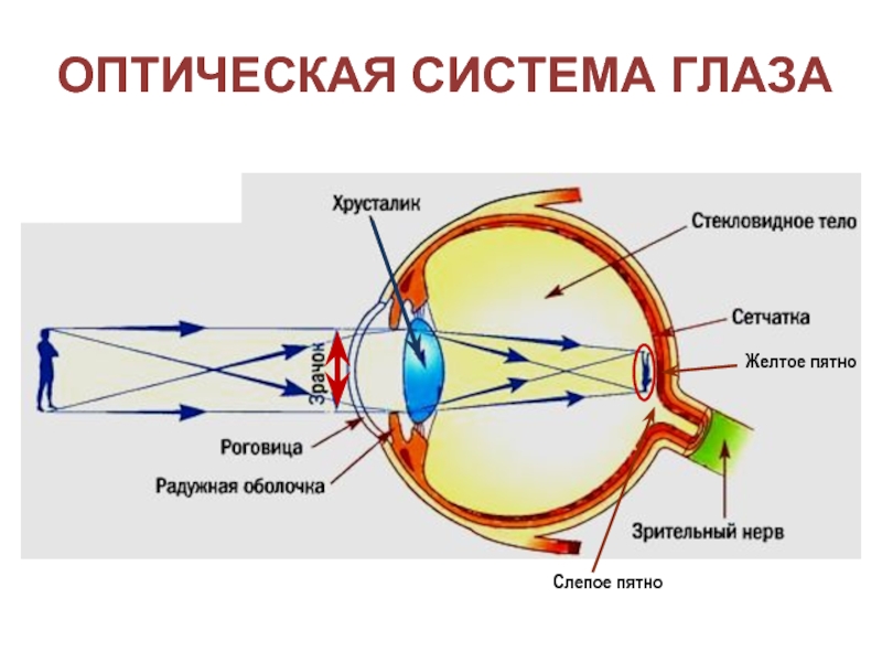 Оптическая система глазаЖелтое пятноСлепое пятно