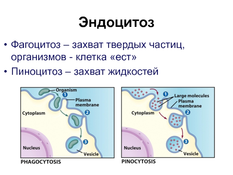 Захват мембраной клетки твердых частиц. Эндоцитоз структура клетки. Эндоцитоз мембраны. Везикула эндоцитоз. Эндоцитоз строение.