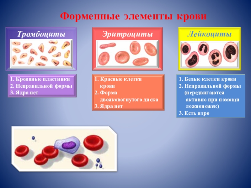 Химический состав крови презентация