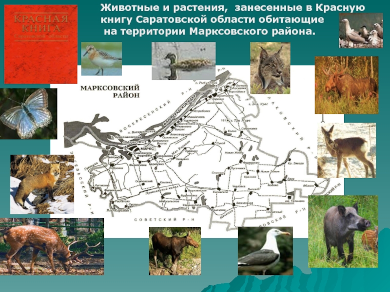 Презентация Животные и растения, занесенные в Красную книгу Саратовской области обитающие на территории Марксовского района