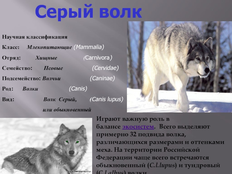 Объяснить слово волком. Классификация серого волка. Систематика волка. Систематика животных воле. Волк класс вид.