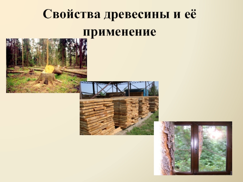 Свойства древесины и её применение