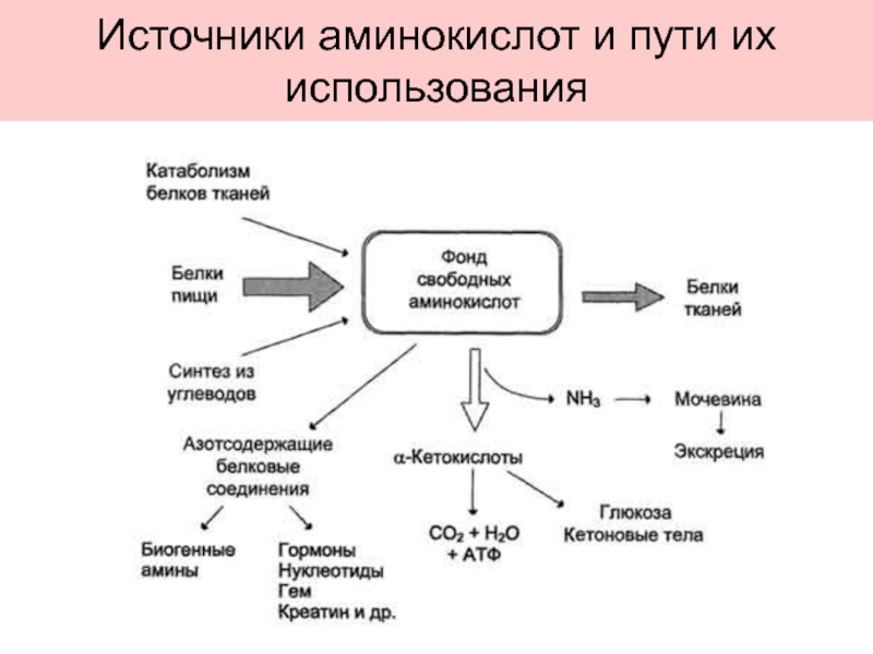 Схема применение аминокислот