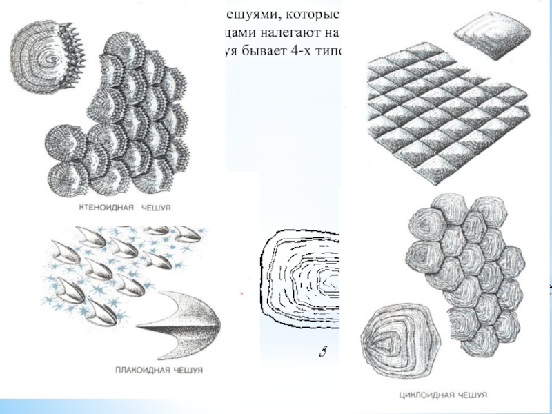 Виды чешуек. Плакоидная и ганоидная чешуя. Строение ктеноидной чешуей. Типы чешуи рыб. Ктеноидная циклоидная ганоидная чешуя.