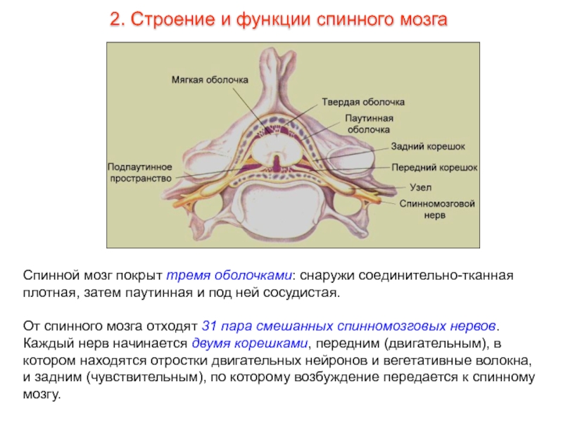 От спинного мозга отходит 31 пара. Спинномозговой нерв функции. Спинной мозг строение и функции. Строение спинномозгового нерва. Смешанный спинномозговой нерв.