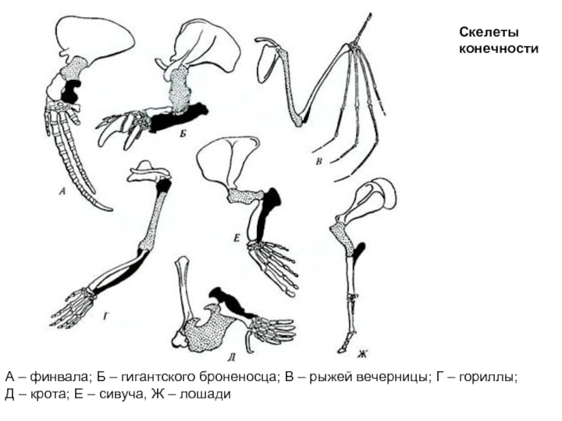 Скелет конечностей млекопитающих схема