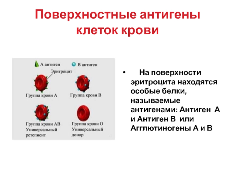 Тканевая совместимость и переливание крови 8 класс биология презентация