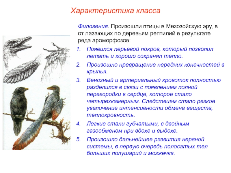 Класс птицы общая характеристика презентация 7 класс