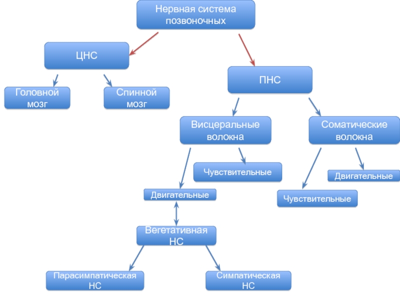 Схема нервной системы позвоночных