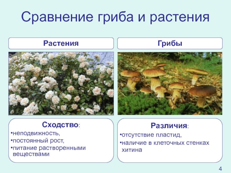 В чем сходство грибов с животными. Сходство грибов с растениями. Сходство грибов с растениями и животными. Черты сходства грибов с растениями и животными. Пластиды в грибах.
