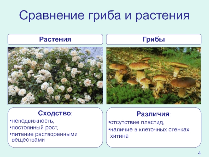 Грибы сходство и различия. Пластиды в грибах. Грибы отсутствие пластид. Наличие пластид у грибов. Отсутствие пластид у грибов.