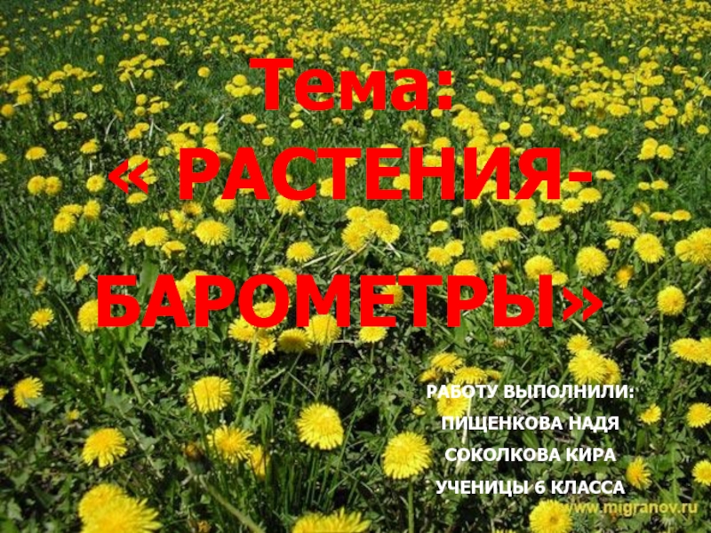 Растения - барометры