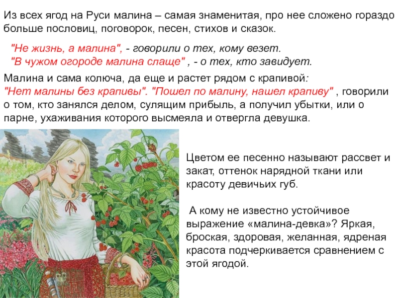 Из всех ягод на Руси малина – самая знаменитая, про нее сложено гораздо больше пословиц, поговорок, песен,