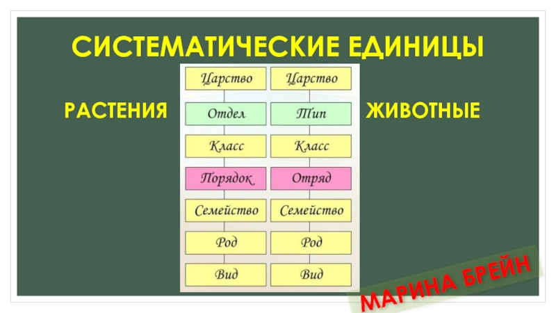 Последовательность таксонов используемых в систематике человека