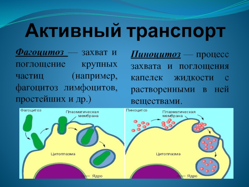 Фагоцитоз захват клеткой. Плазматическая мембрана эндоцитоз. Фагоцитоз и эндоцитоз. Плазматическая мембрана пиноцитоз. Пиноцитоз клеточной мембраны.